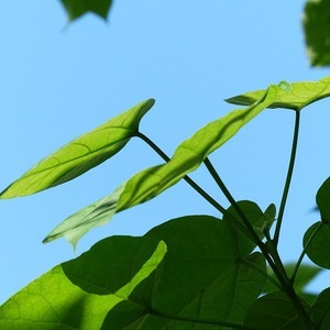 Catalpa bignonioides 'Nana'