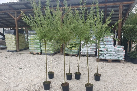 Salix integra 'Hakuro-Nishiki'