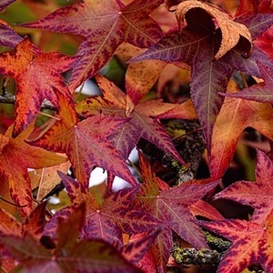  Liquidambar styraciflua