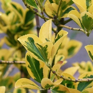 Euonymus japonicus 'Aureovariegatus'