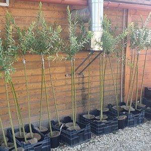 Salix integra 'Hakuro-Nishiki'