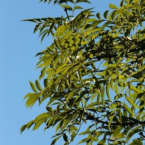 Fraxinus excelsior ‘Altena’