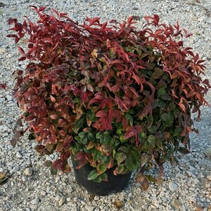 Nandina domestica 'Firepower'