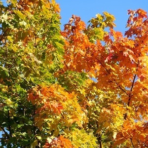 Acer platanoides 'Pacific sunset'