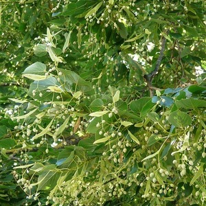 Tilia tomentosa