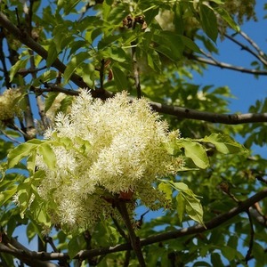 Fraxinus ornus 'Mecsek"